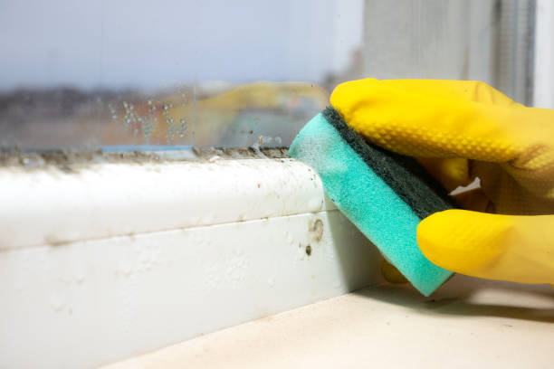 Best Industrial Mold Remediation in Lawton, IA