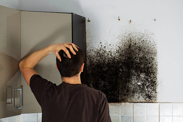 Trusted Lawton, IA Mold Remediation Experts