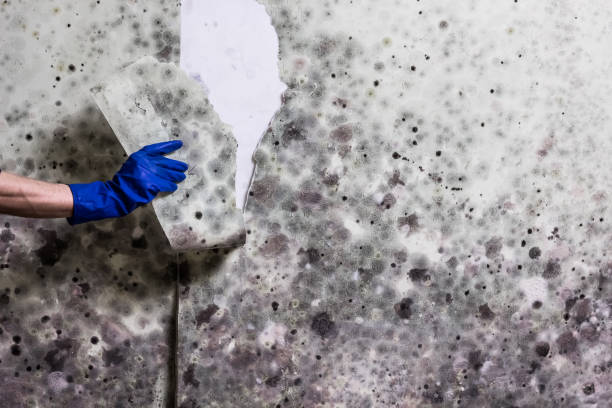 Best Mold Testing and Inspection Services in Lawton, IA