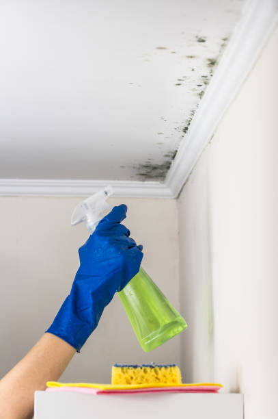 Best Mold Remediation for Specific Building Types in Lawton, IA